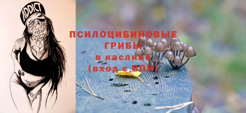 наркошоп  Серов  Псилоцибиновые грибы Psilocybe 